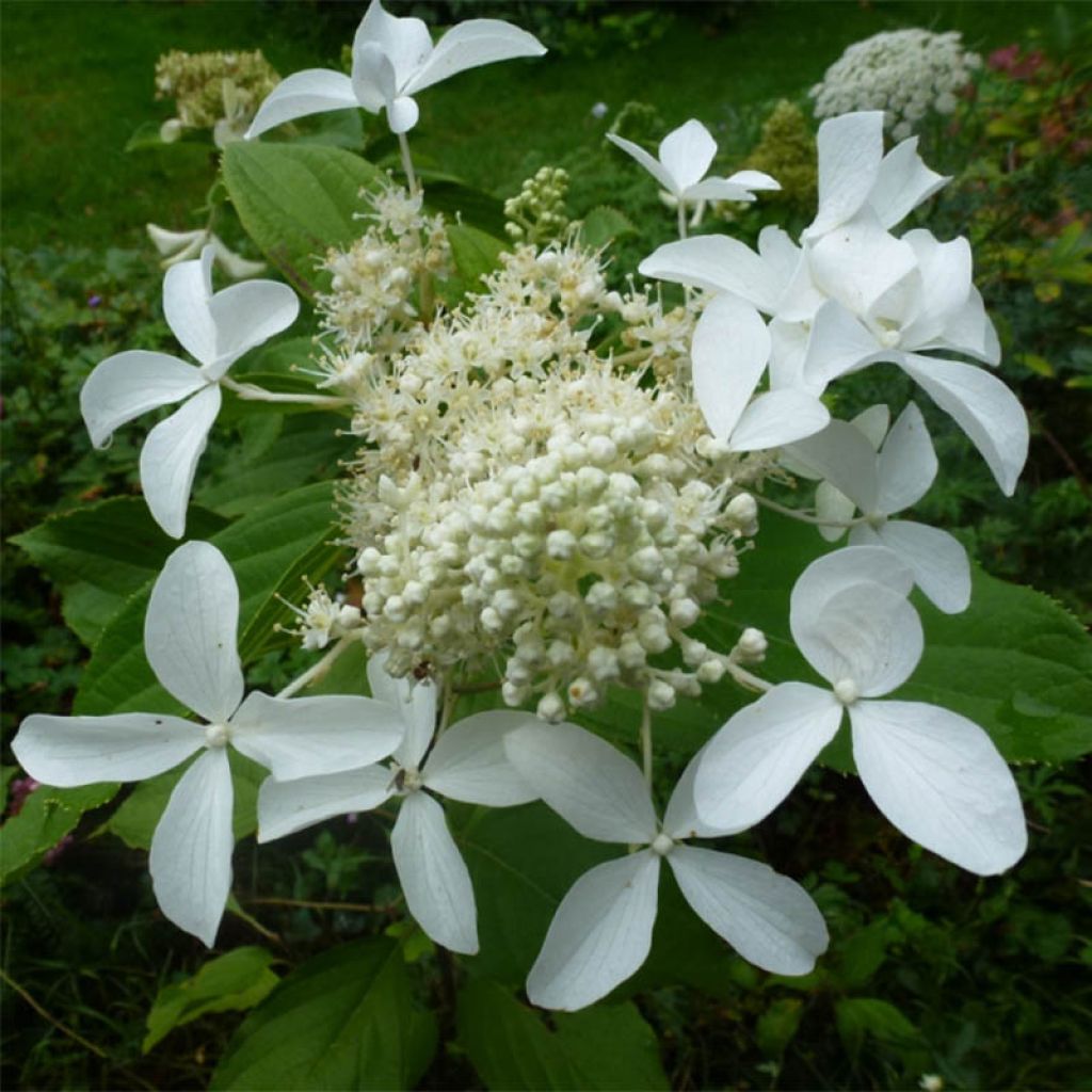 Lumipalloangervo Great Star