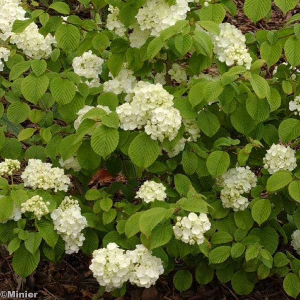 Lumipalloangervo Popcorn
