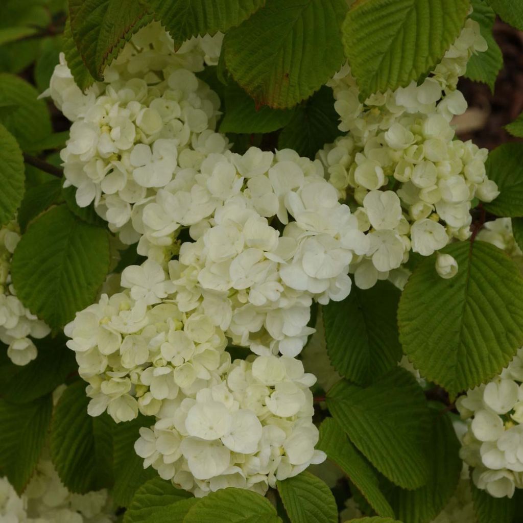 Lumipalloangervo Popcorn