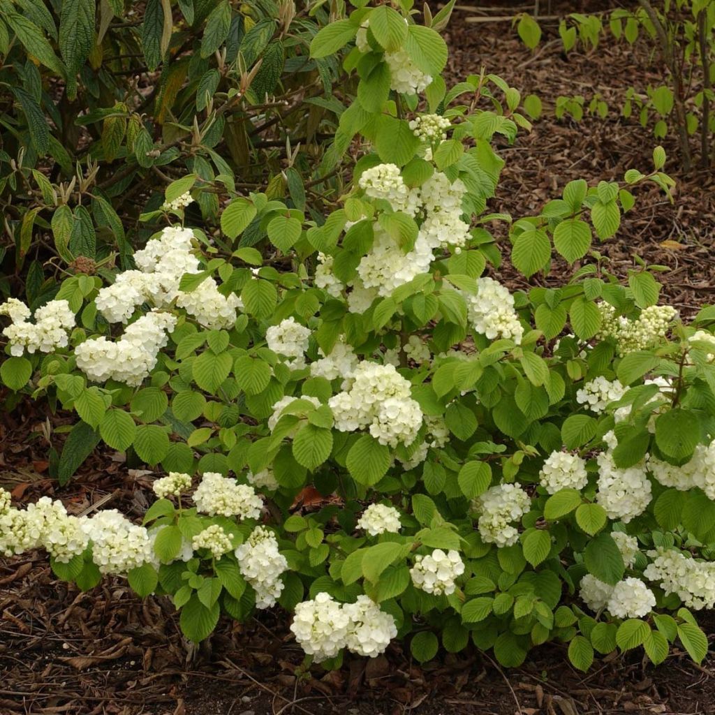 Lumipalloangervo Popcorn