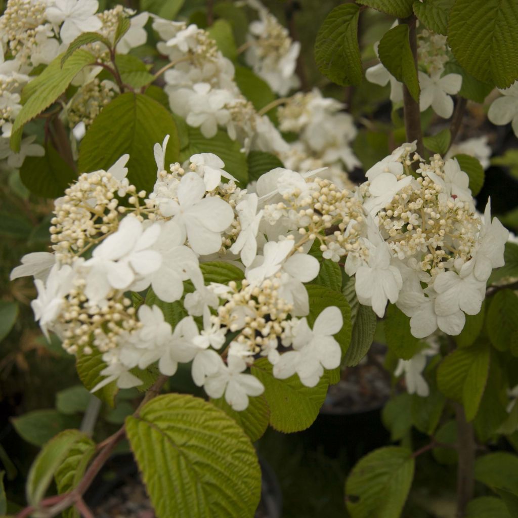 Poimuheisi Shasta