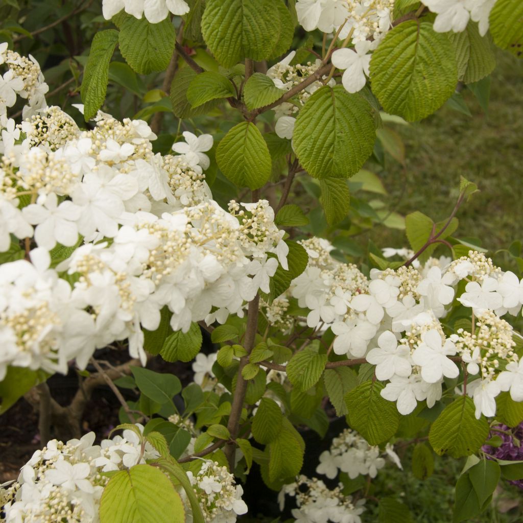 Poimuheisi Shasta