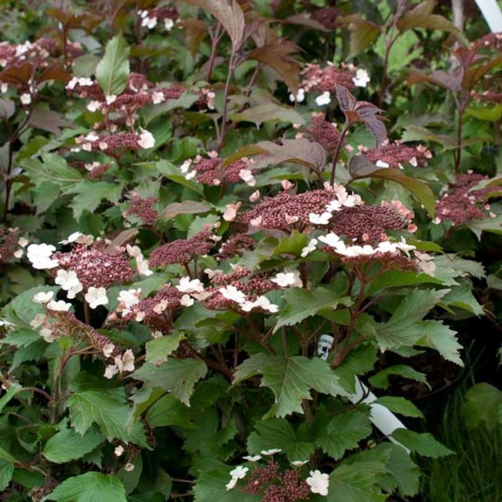 Rusoheisi Onondaga