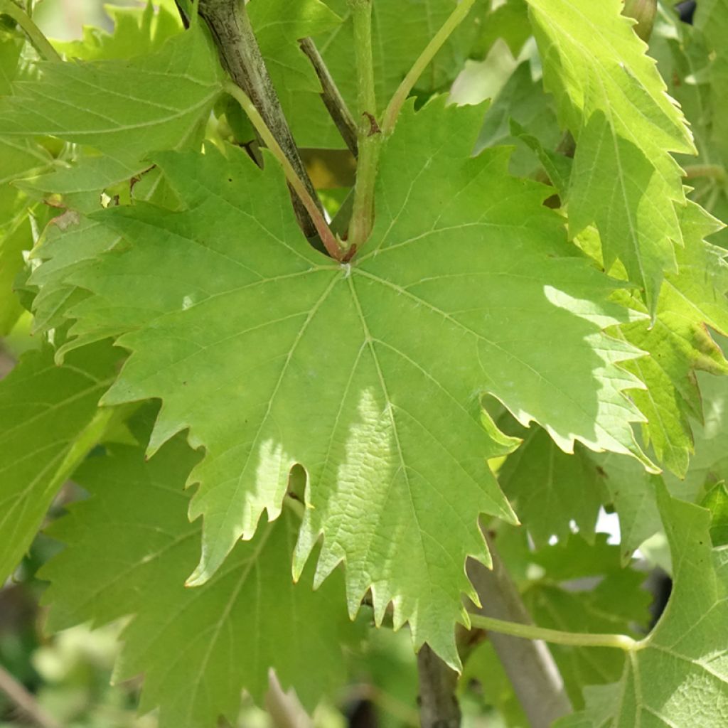 Aitoviiniköynnös Ampelia Amandin