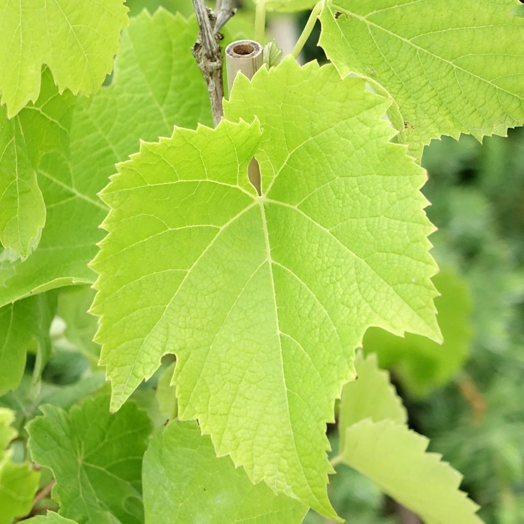 Aitoviiniköynnös Chardonnay