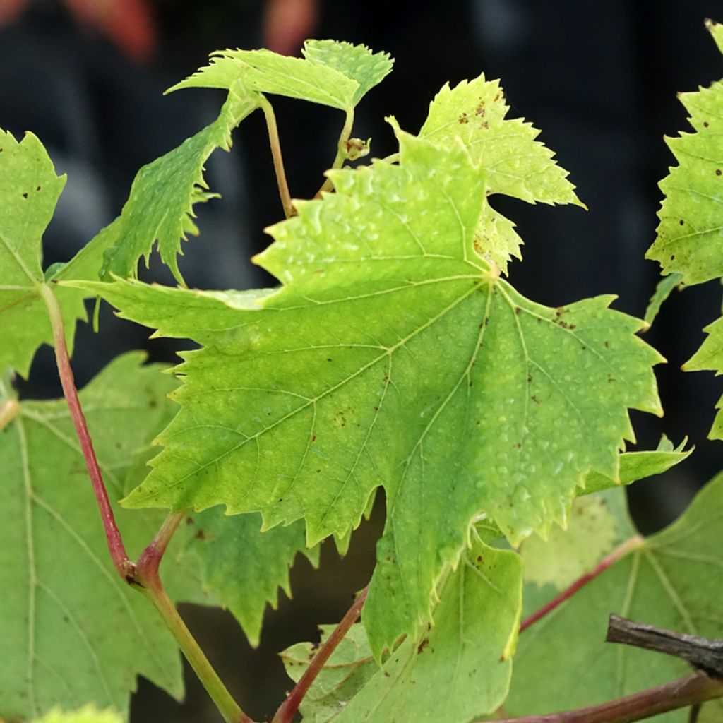 Aitoviiniköynnös Chasselas de Fontainebleau