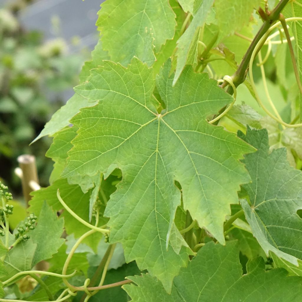 Aitoviiniköynnös Chasselas Rose