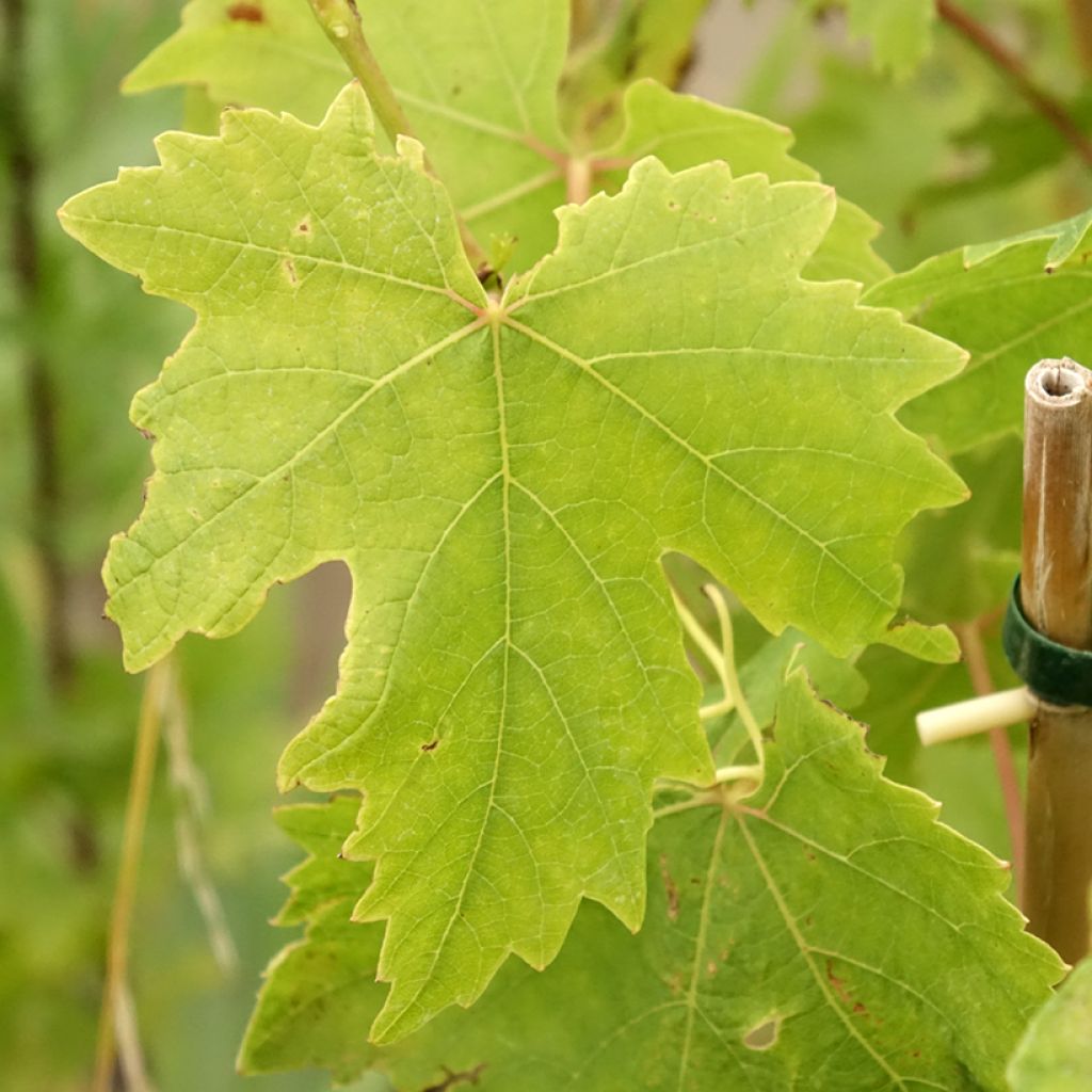 Aitoviiniköynnös Crimson Seedless
