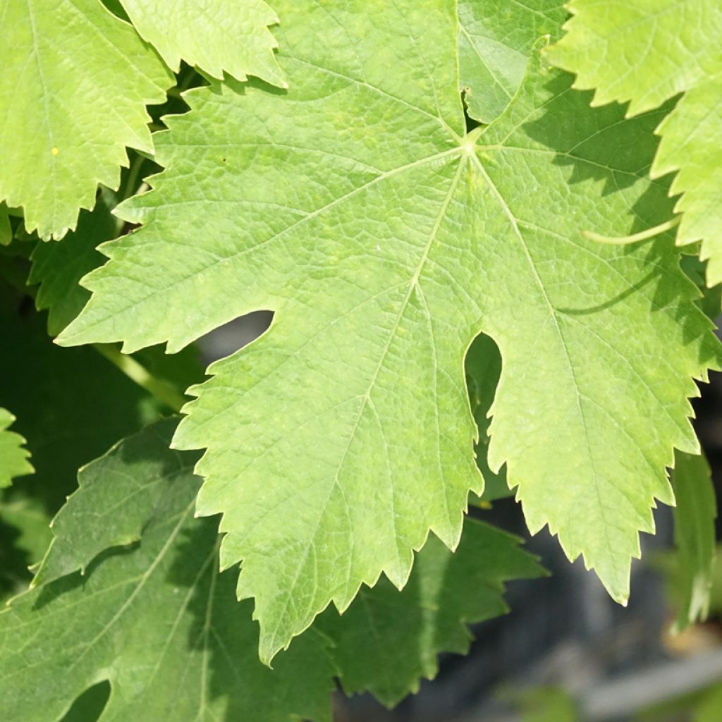 Aitoviiniköynnös Moscato Giallo