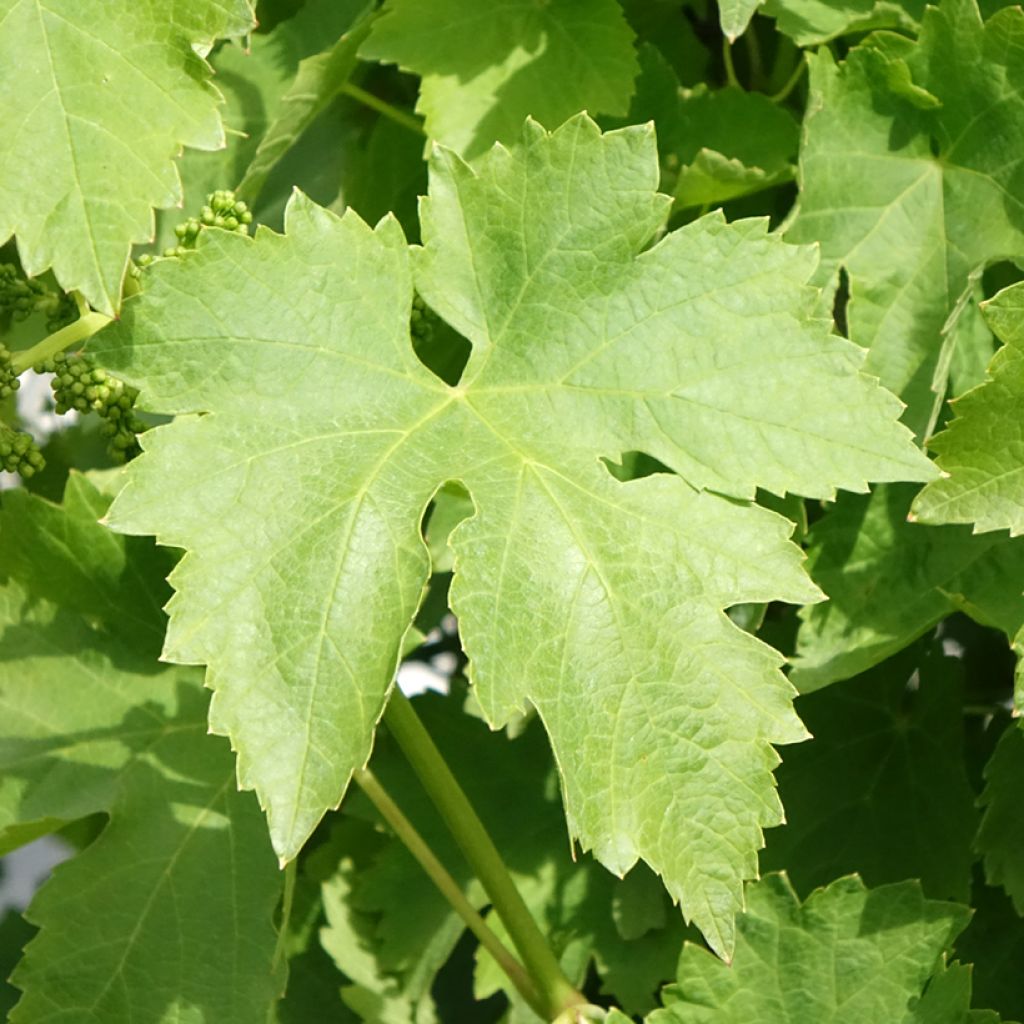 Aitoviiniköynnös Regina dei Vigneti