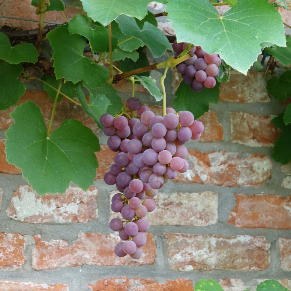Ojukkaviini Fragola Nera