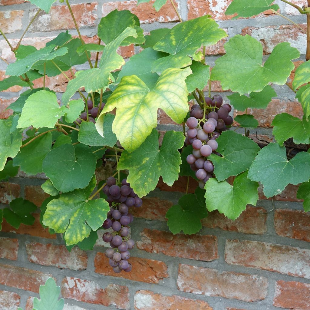 Ojukkaviini Fragola Nera