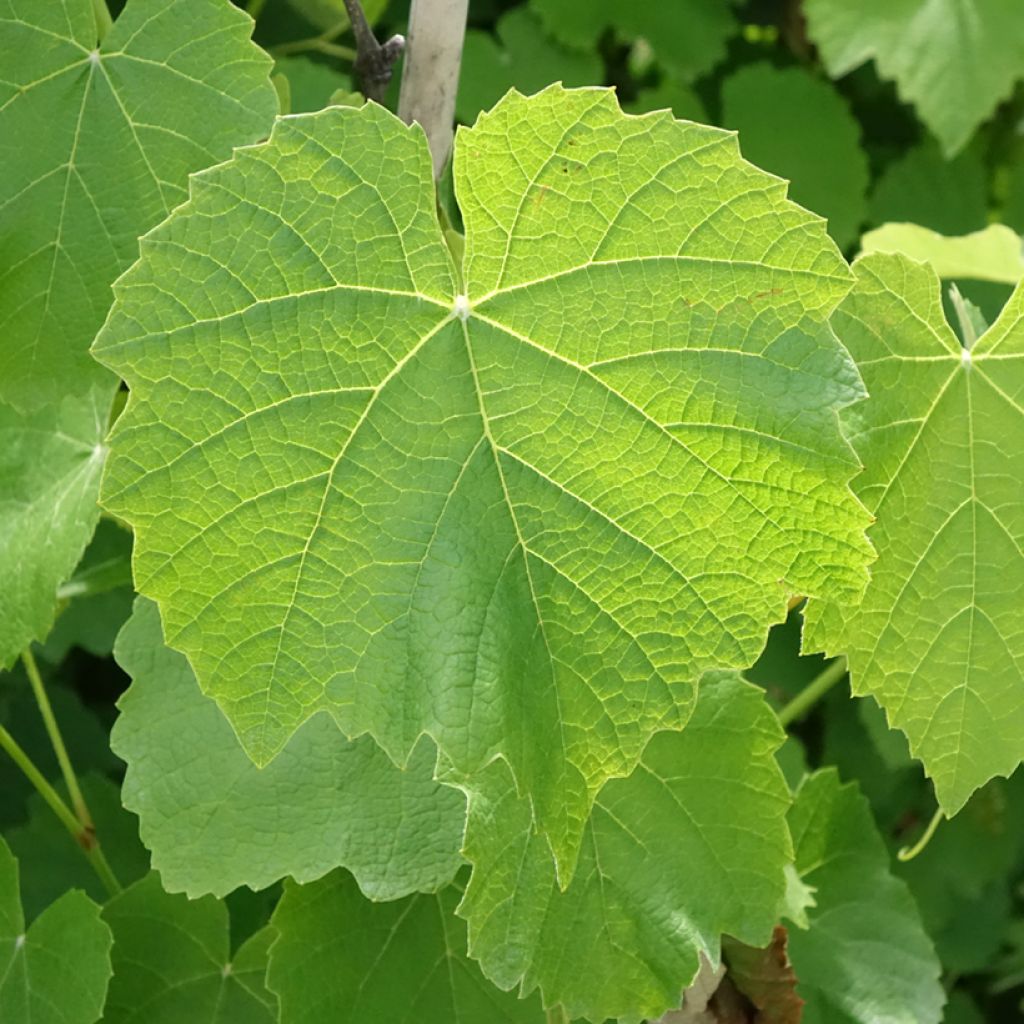 Viiniköynnös Fragola Nera Precoce