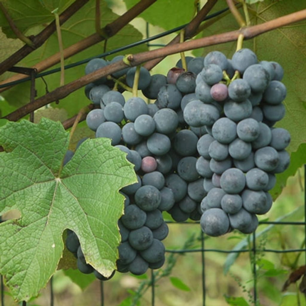 Ojukkaviini Fragola Nera