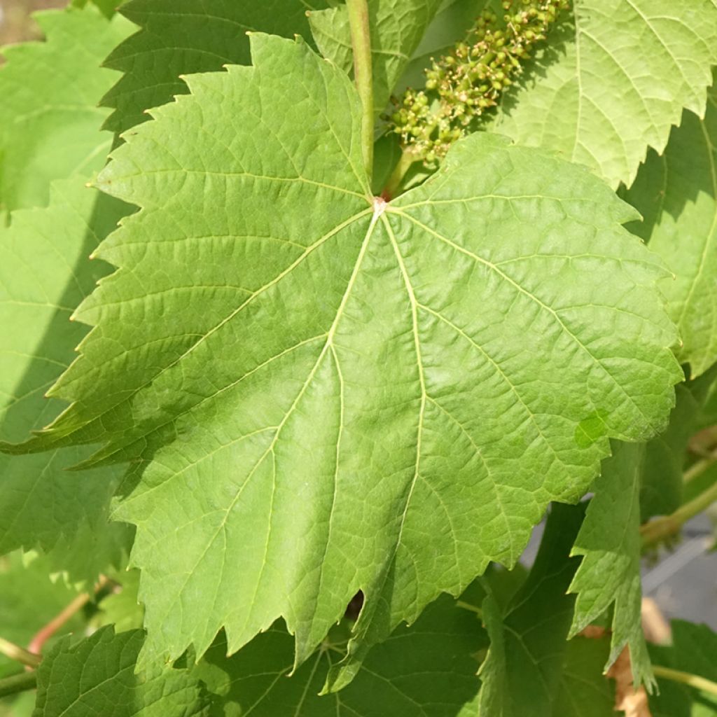 Viiniköynnös Marechal Foch