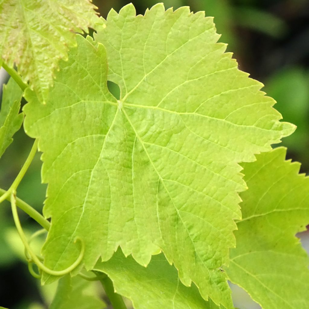 Aitoviiniköynnös Merlot
