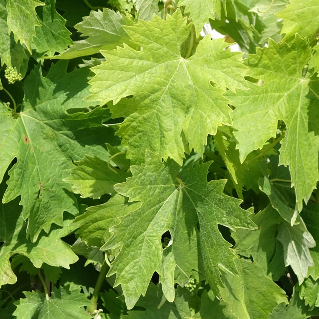 Aitoviiniköynnös Moscato Terracina