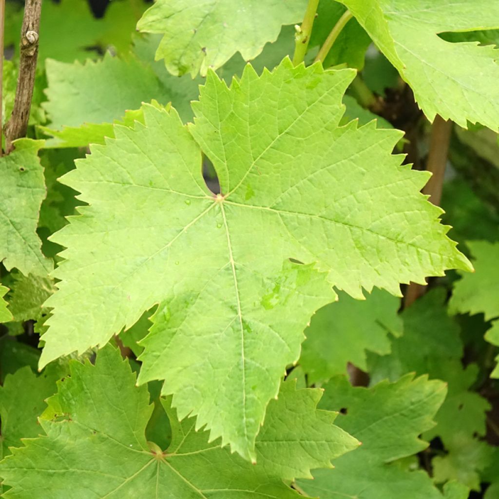 Aitoviiniköynnös Muscat d'Alexandrie