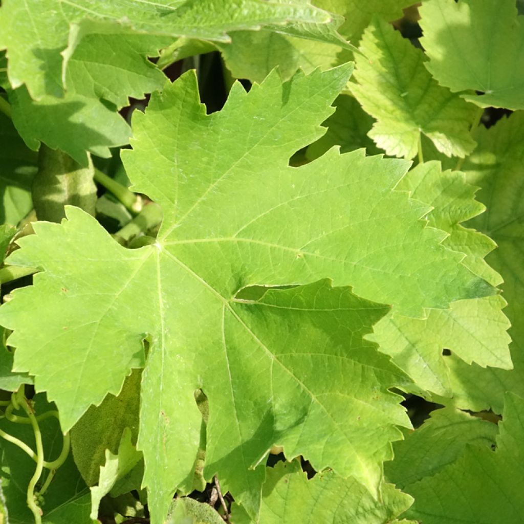 Aitoviiniköynnös Petit Verdot