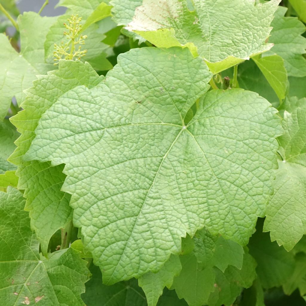 Aitoviiniköynnös (tuorekäyttö) Solaris