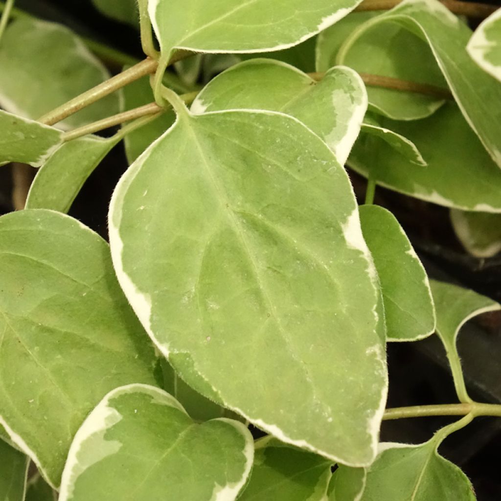 Isotalvio Variegata