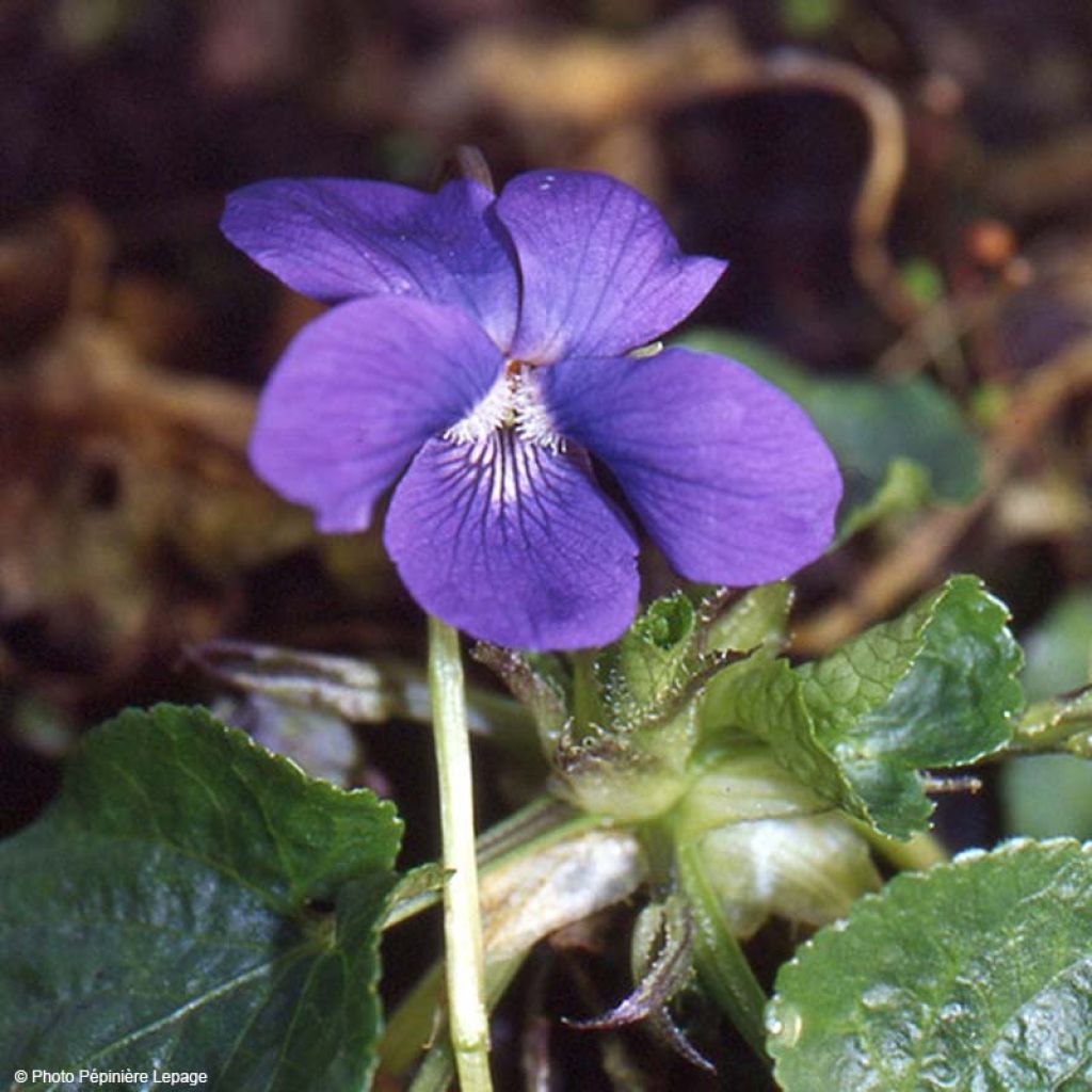 Tuoksuorvokki Mrs Pinehurst