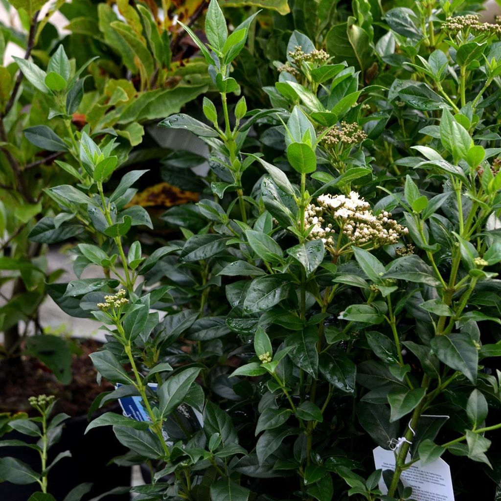 Laakeriheisi - Viburnum tinus
