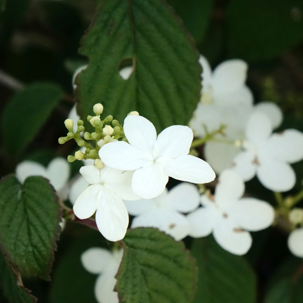 Lumipalloangervo Summer Snow Flake