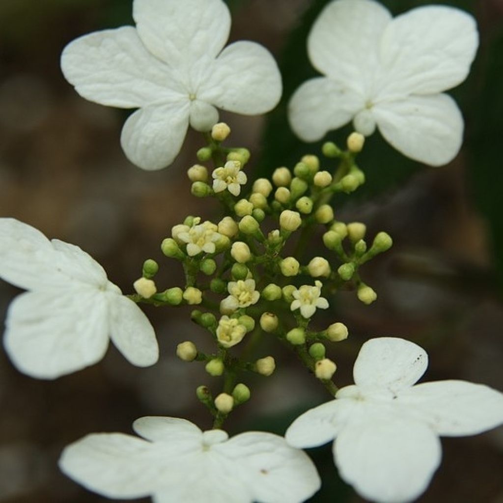 Lumipalloangervo Watanabe