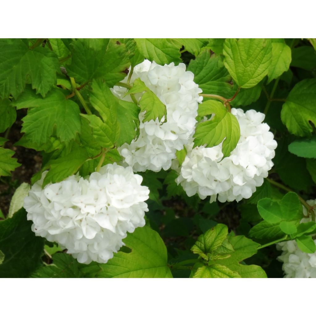 Koiranheisi Roseum