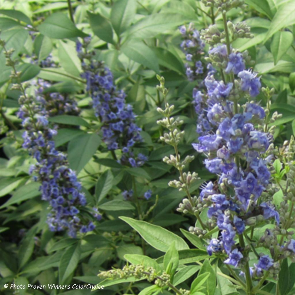 Siveydenpuu Blue Didley