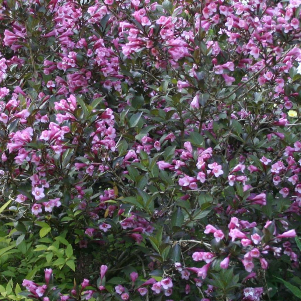Komeakotakuusama Nana Purpurea