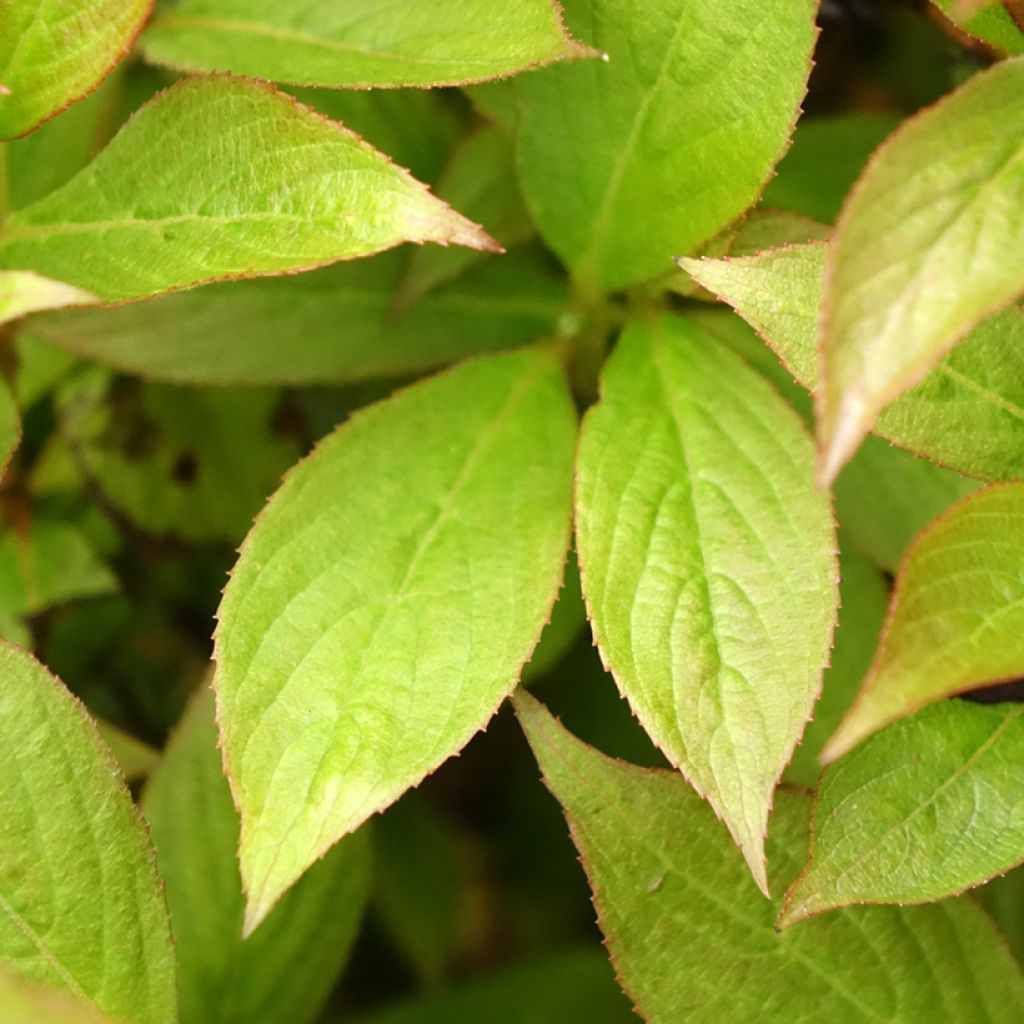 Komeakotakuusama Picobella Bianco