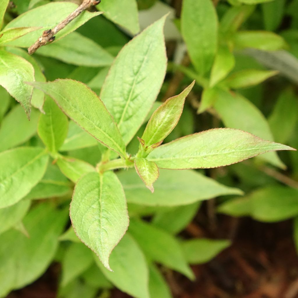 Komeakotakuusama Picobella Rosso