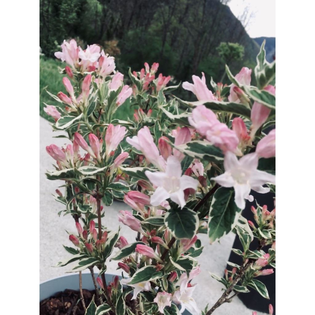 Komeakotakuusama Nana Variegata