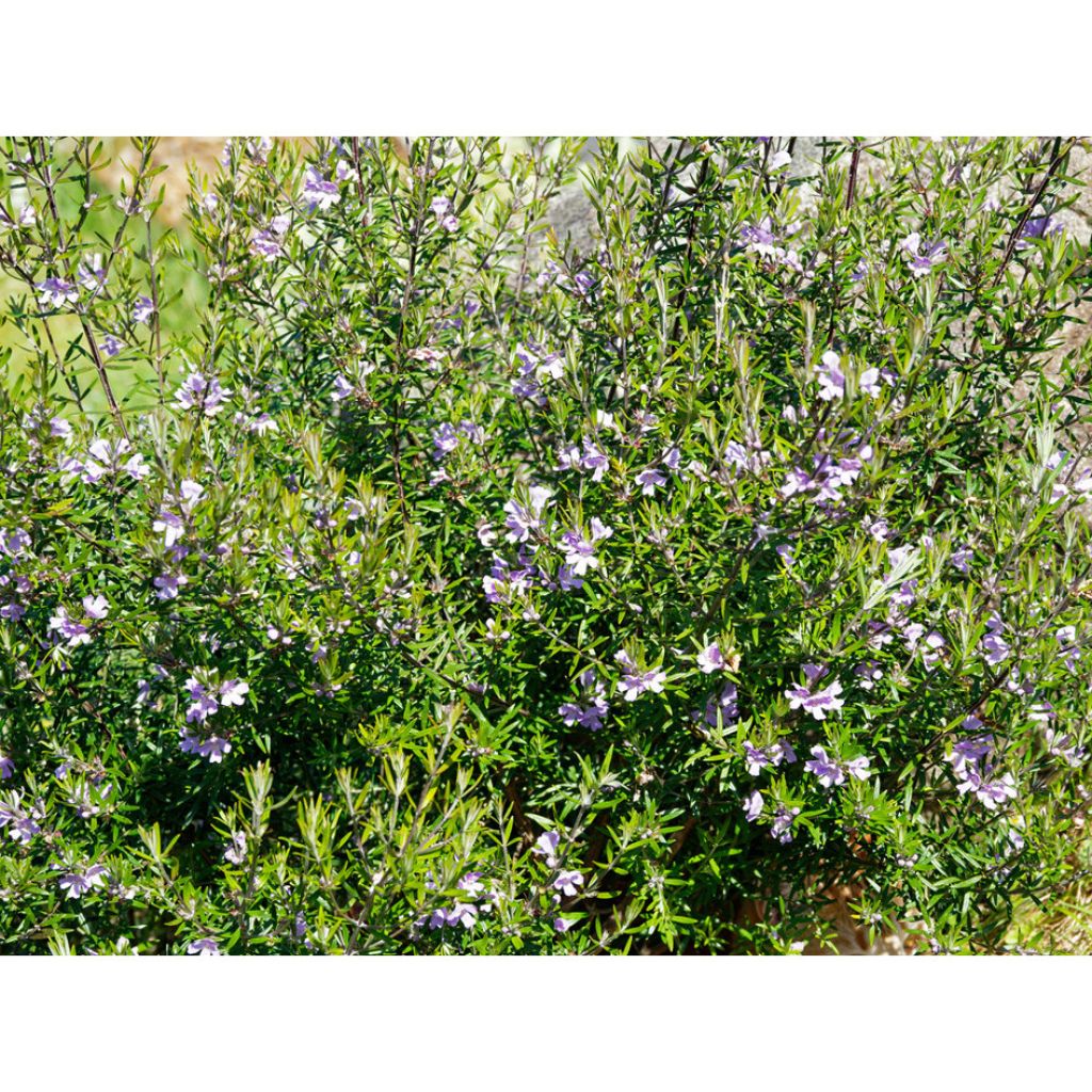 Neidonrosmikki - Westringia fruticosa