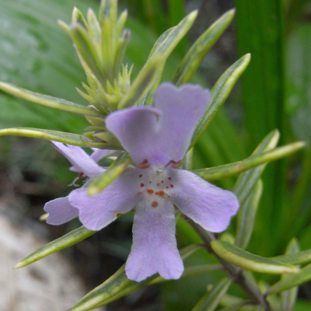 Neidonrosmikki - Westringia fruticosa