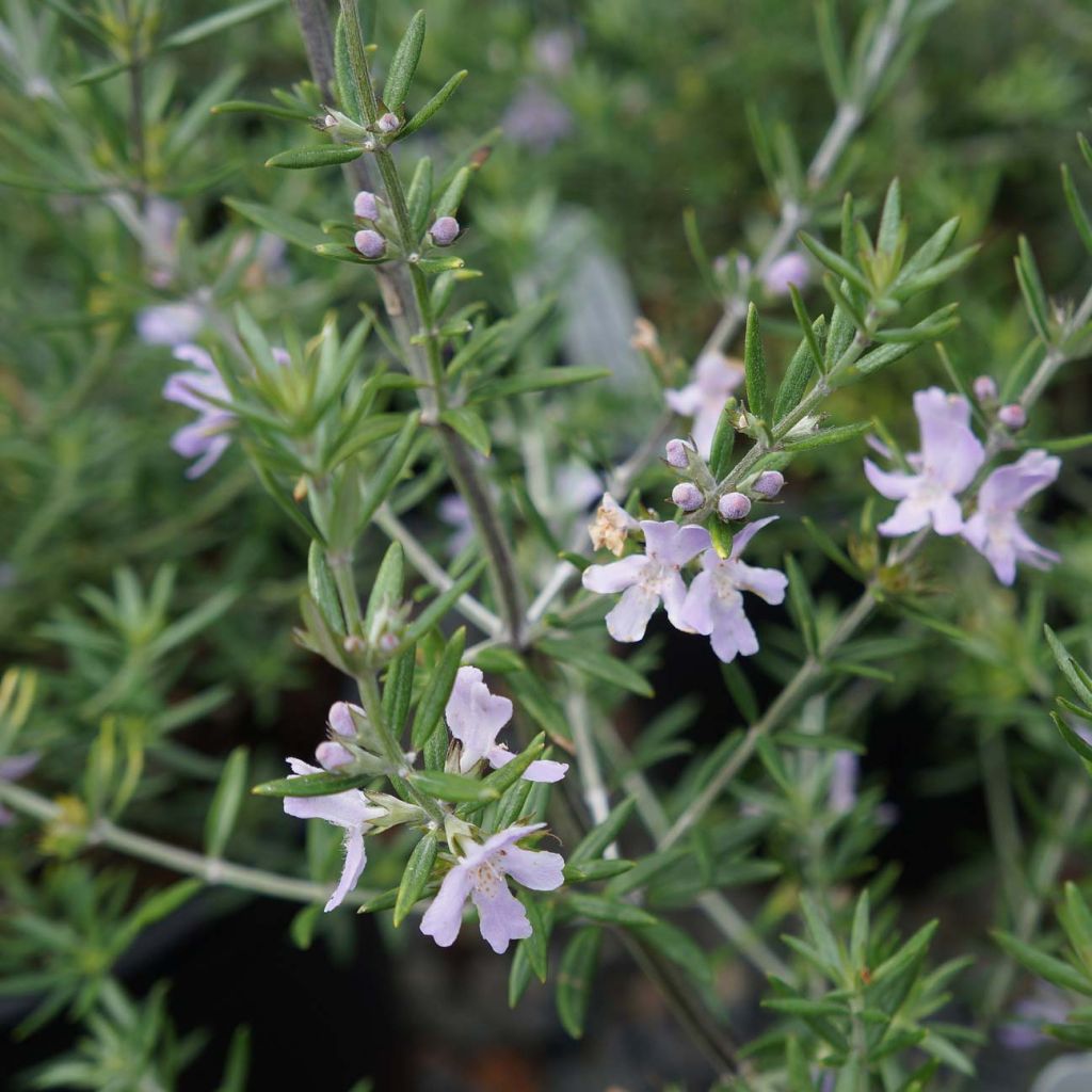 Neidonrosmikki - Westringia fruticosa