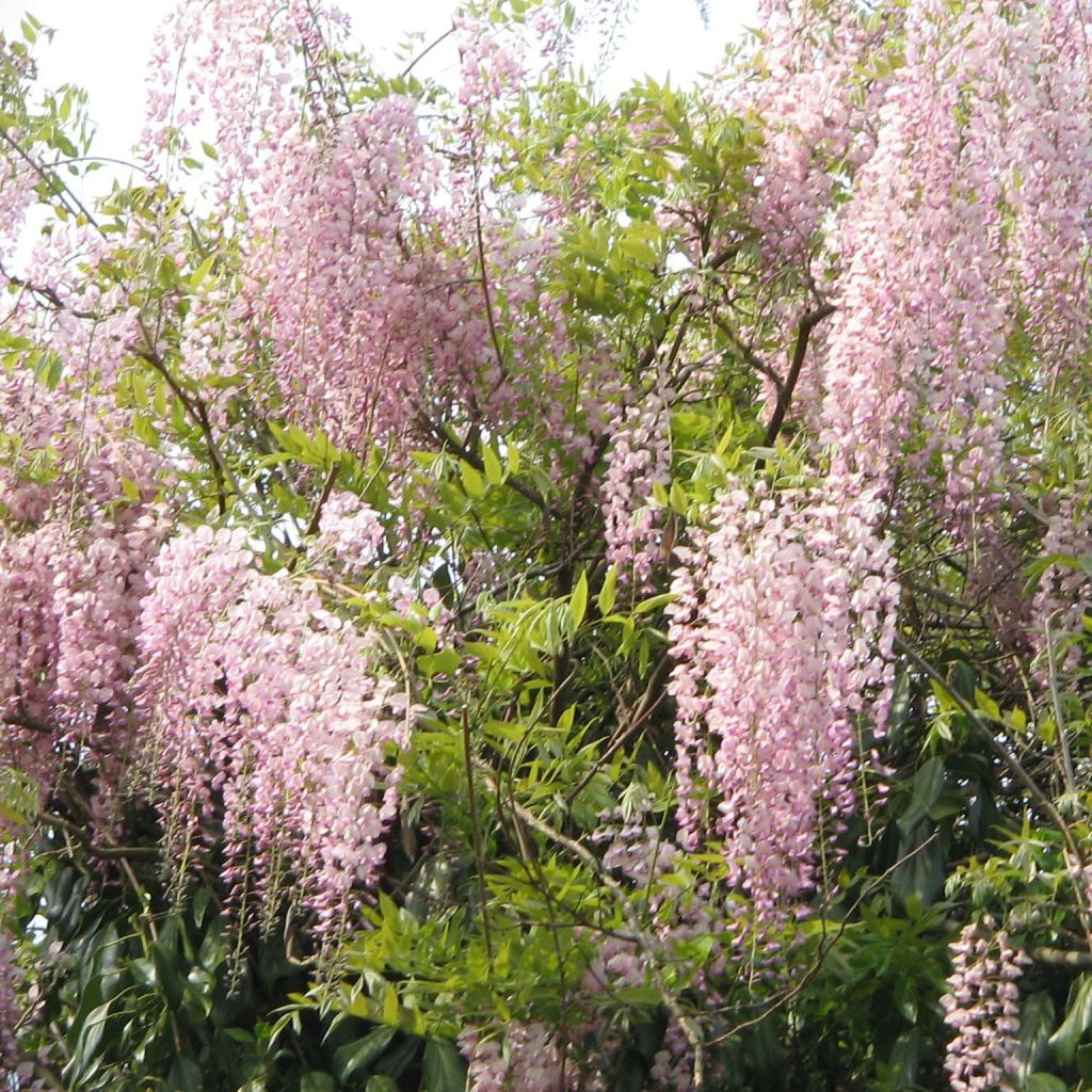 Japaninsinisade Honbeni