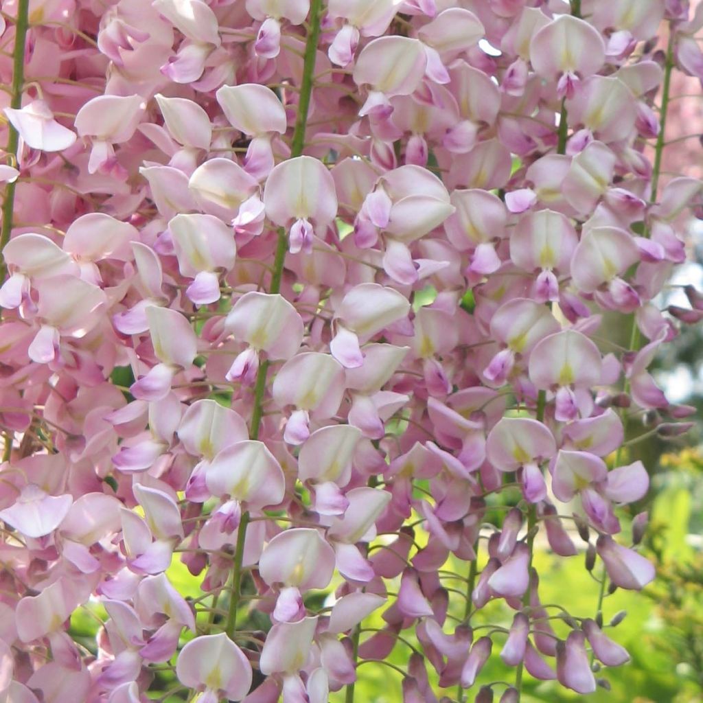 Japaninsinisade Honbeni