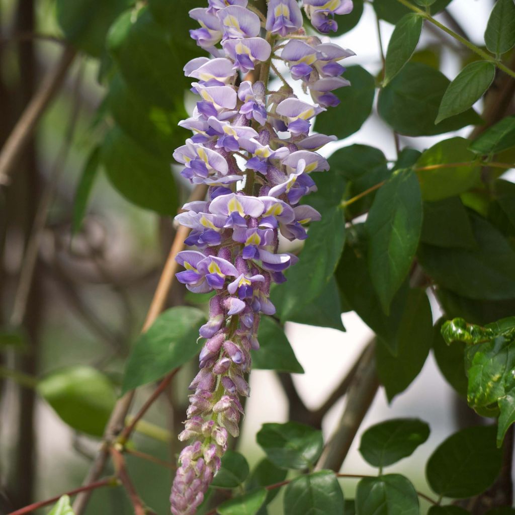 Kentuckynsinisade - Wisteria macrostachya