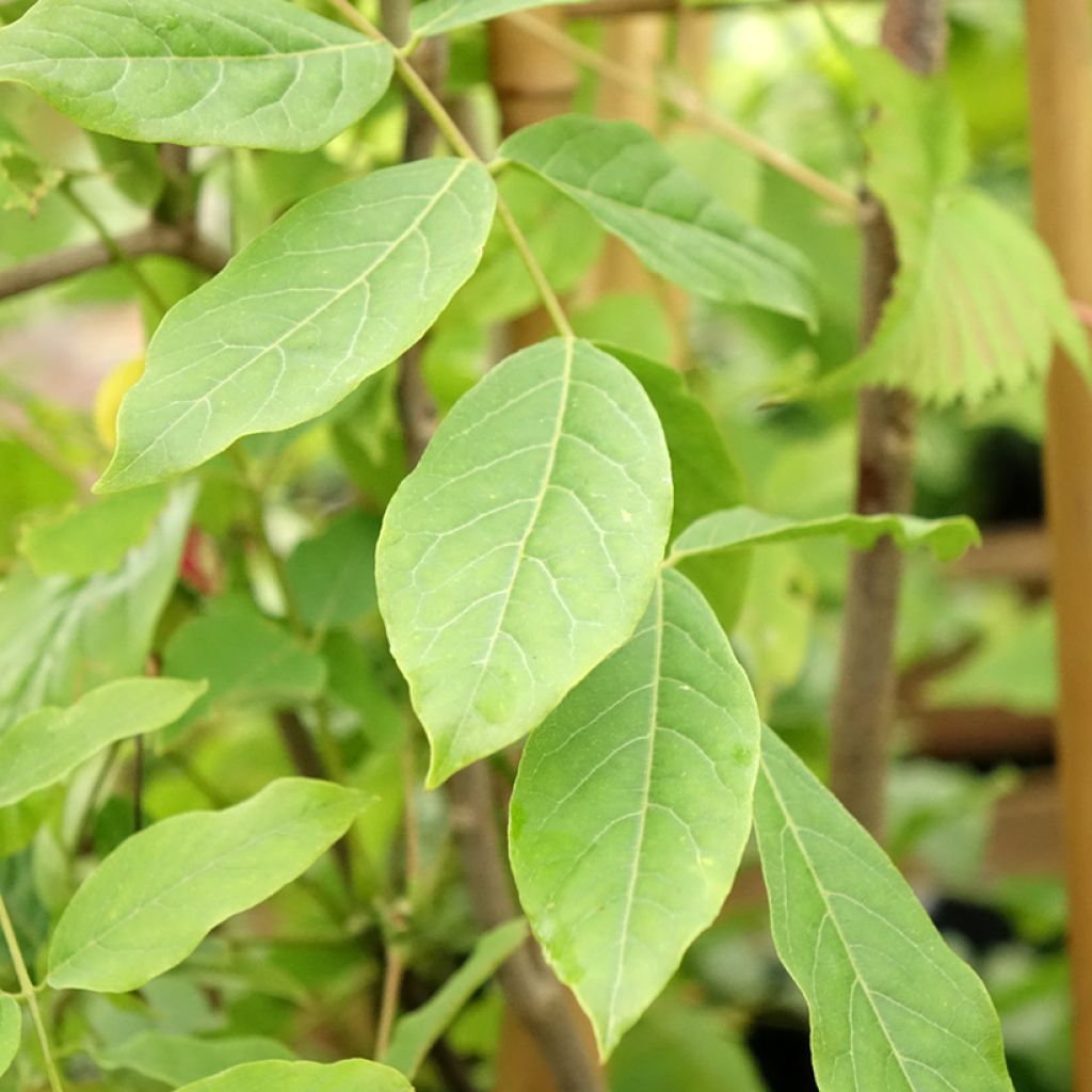 Sinisatee Rosea
