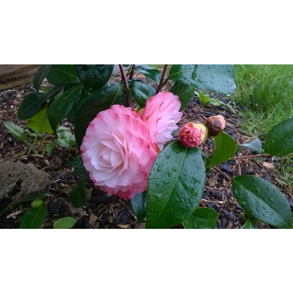 Kamelia Nuccio s Pearl
