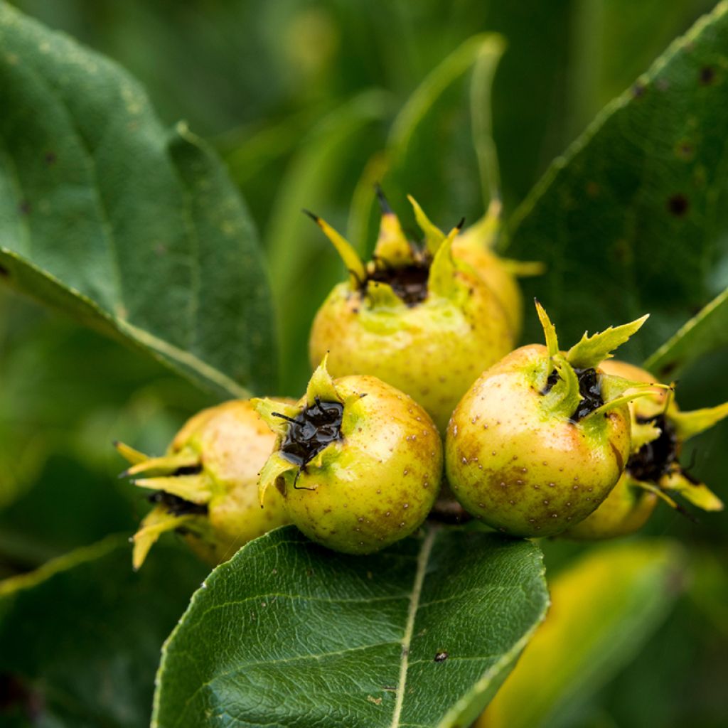 Etelänorapihlaja Crataemespilus