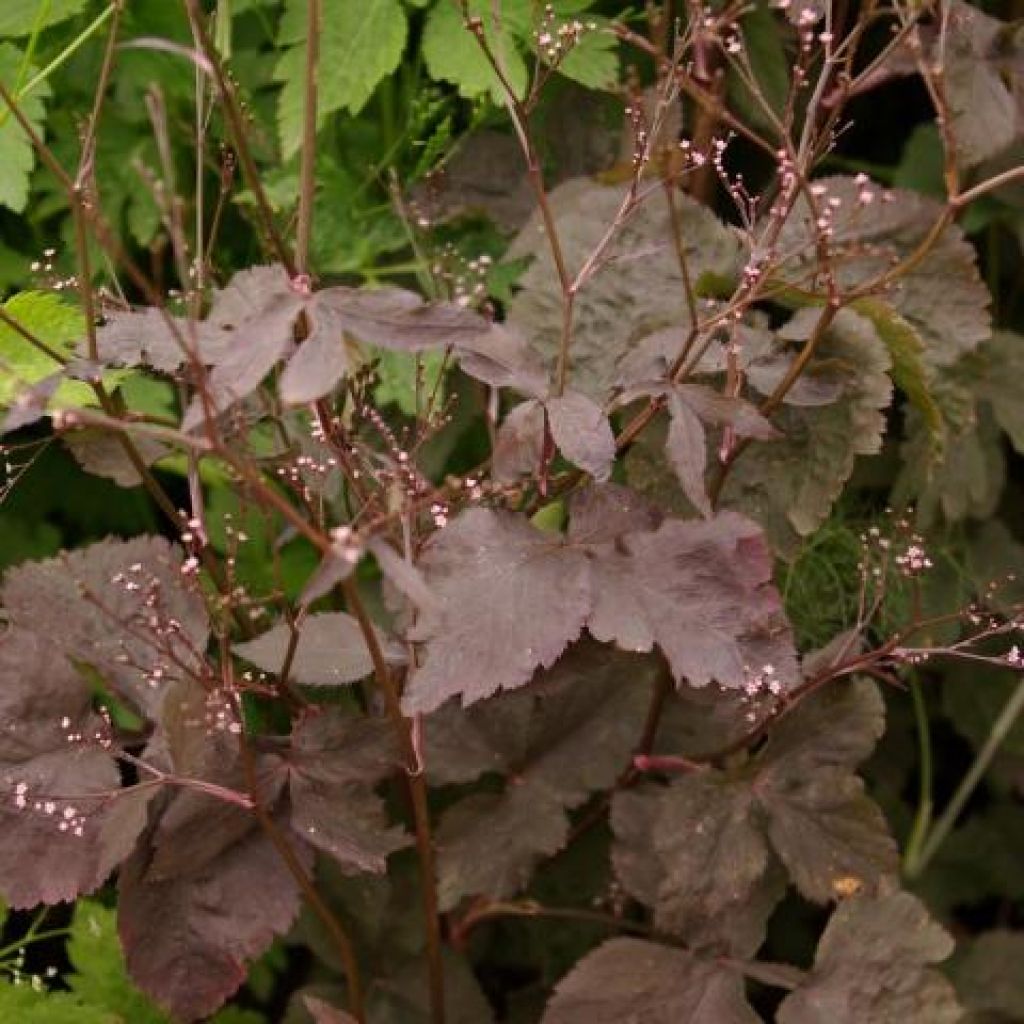 Japaninyrttiputki f. atropurpurea