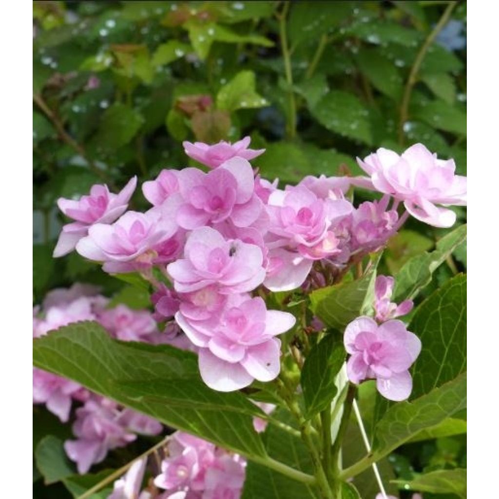 Jalohortensia You and Me Romance