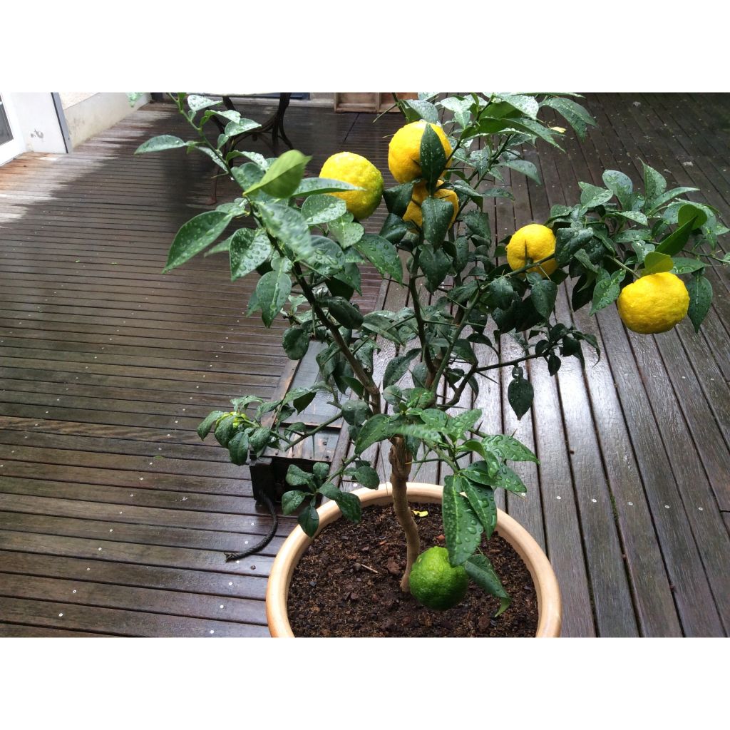 Yuzu-sitruuna - Citrus junos