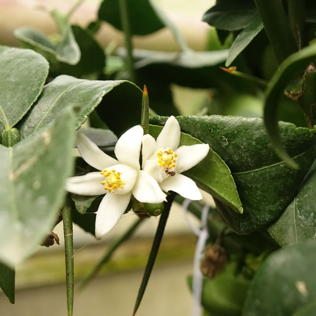 Yuzu-sitruuna - Citrus junos