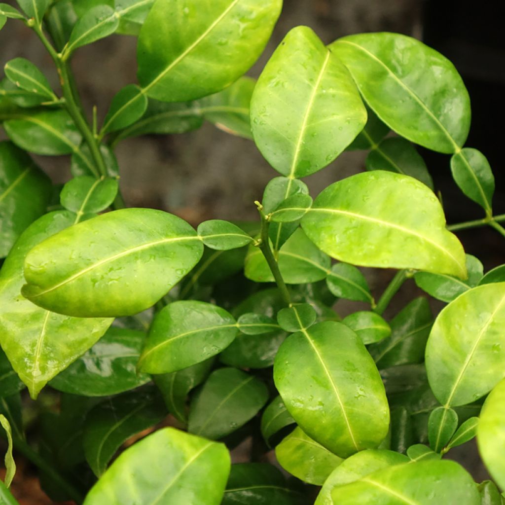 Yuzu-sitruuna - Citrus junos