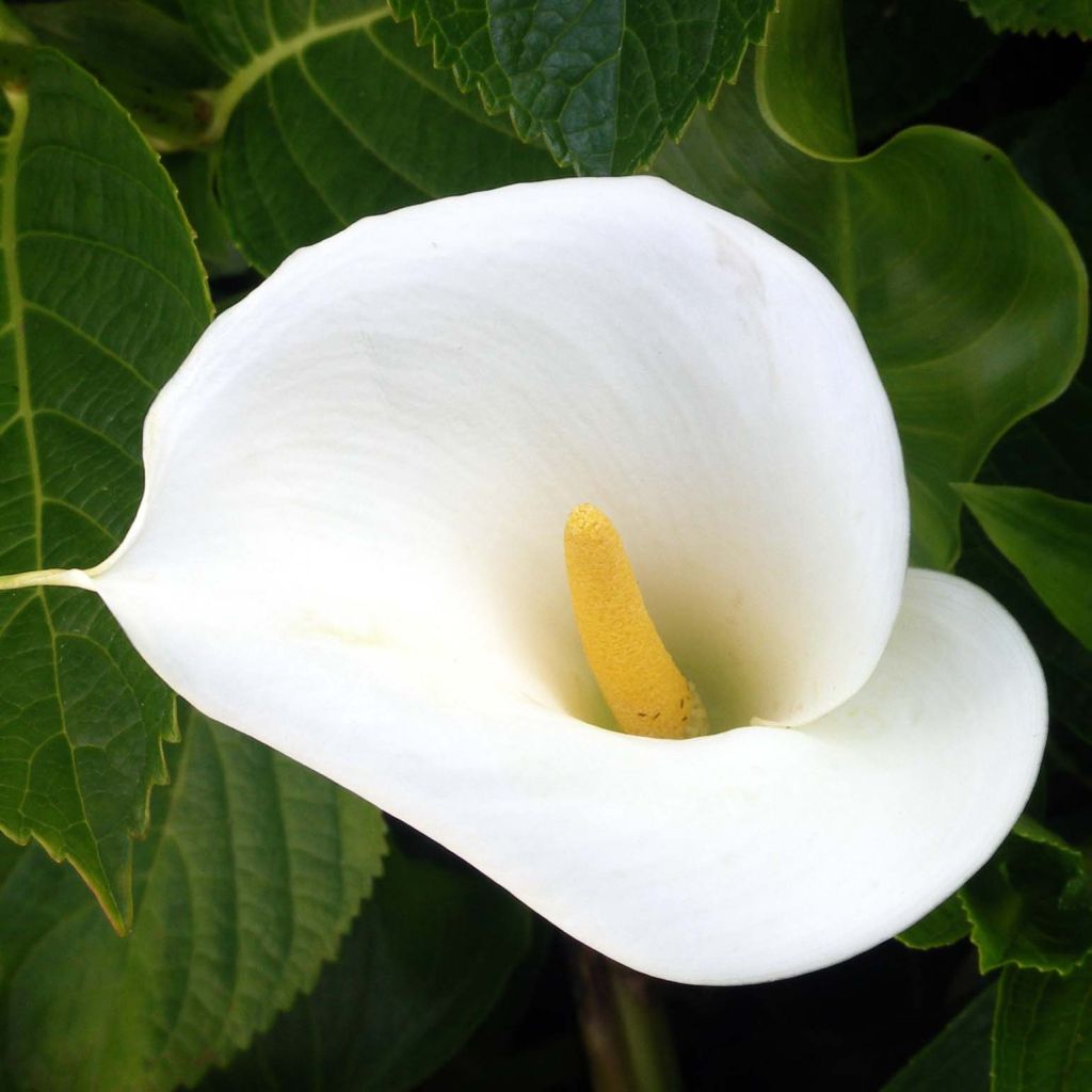 Valkohuonevehka - Zantedeschia aethiopica